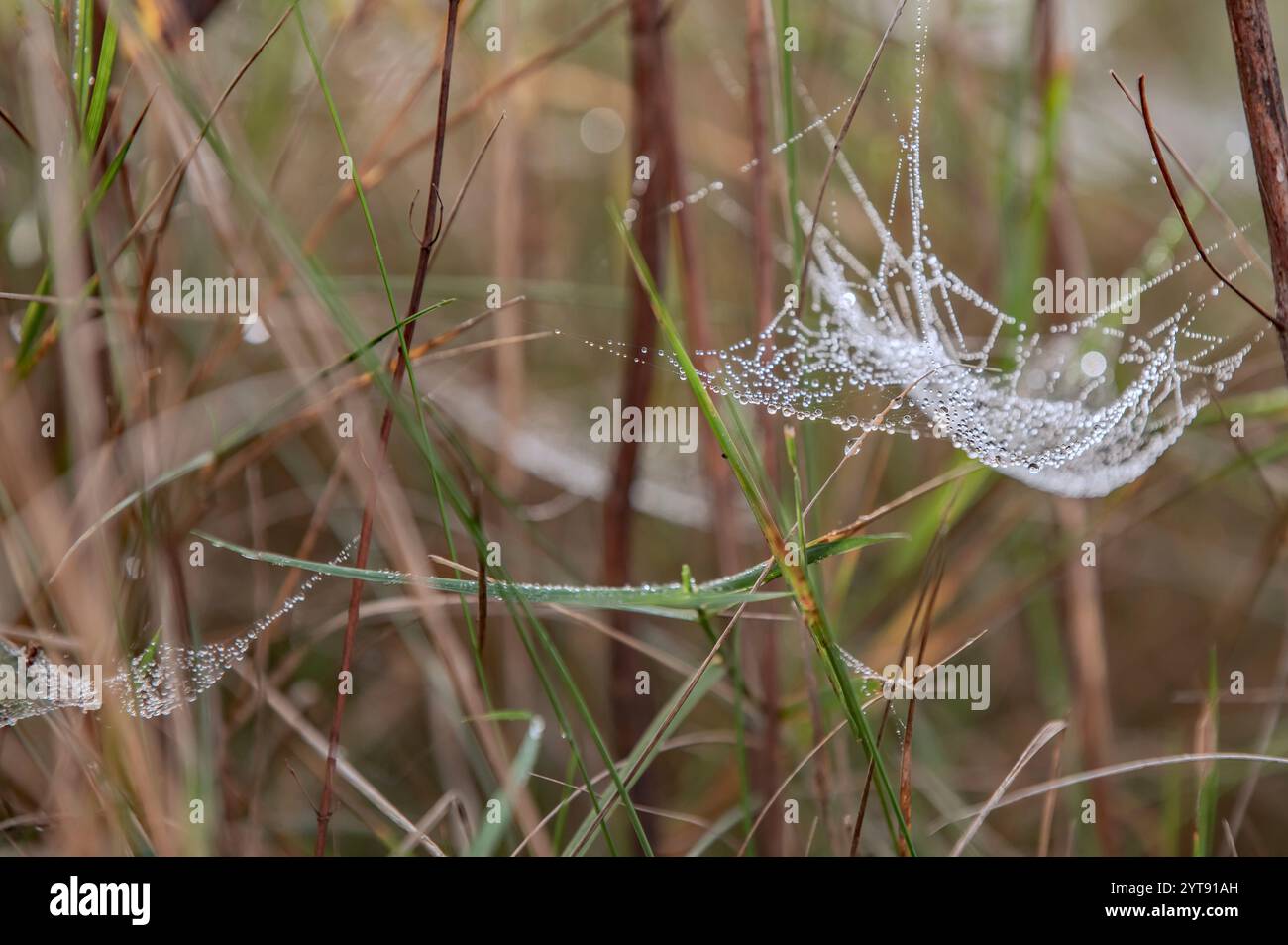 Dewdrops on the spider's web in the fall Stock Photo