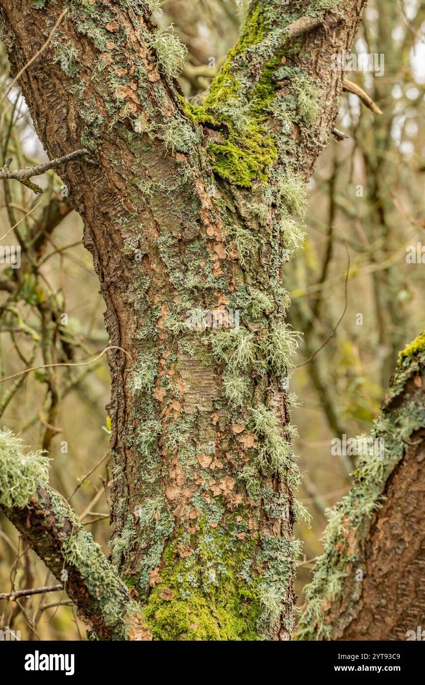 Moss overgrown tree hi-res stock photography and images - Alamy