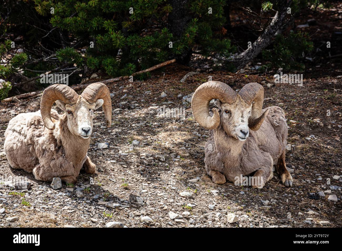 Two Bull Rams Two rams are laying down in the dirt. One is on the left and the other ...