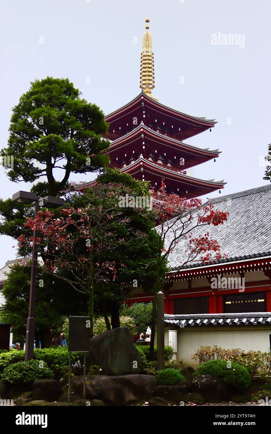 Leafless tree in the Imperial Gardens of Tokyo, Japan Stock Photo - Alamy