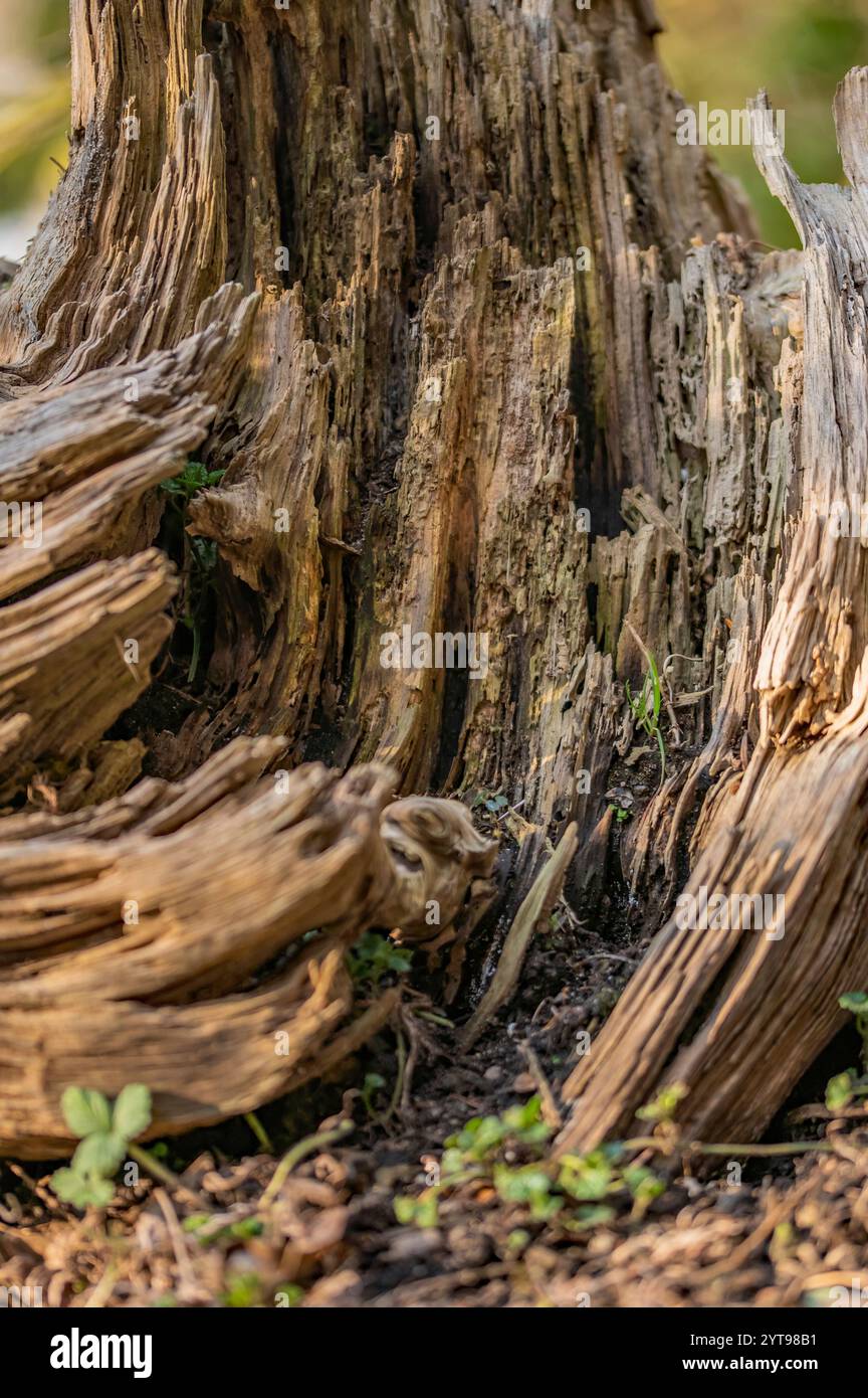 Rotting tree stump Stock Photo - Alamy
