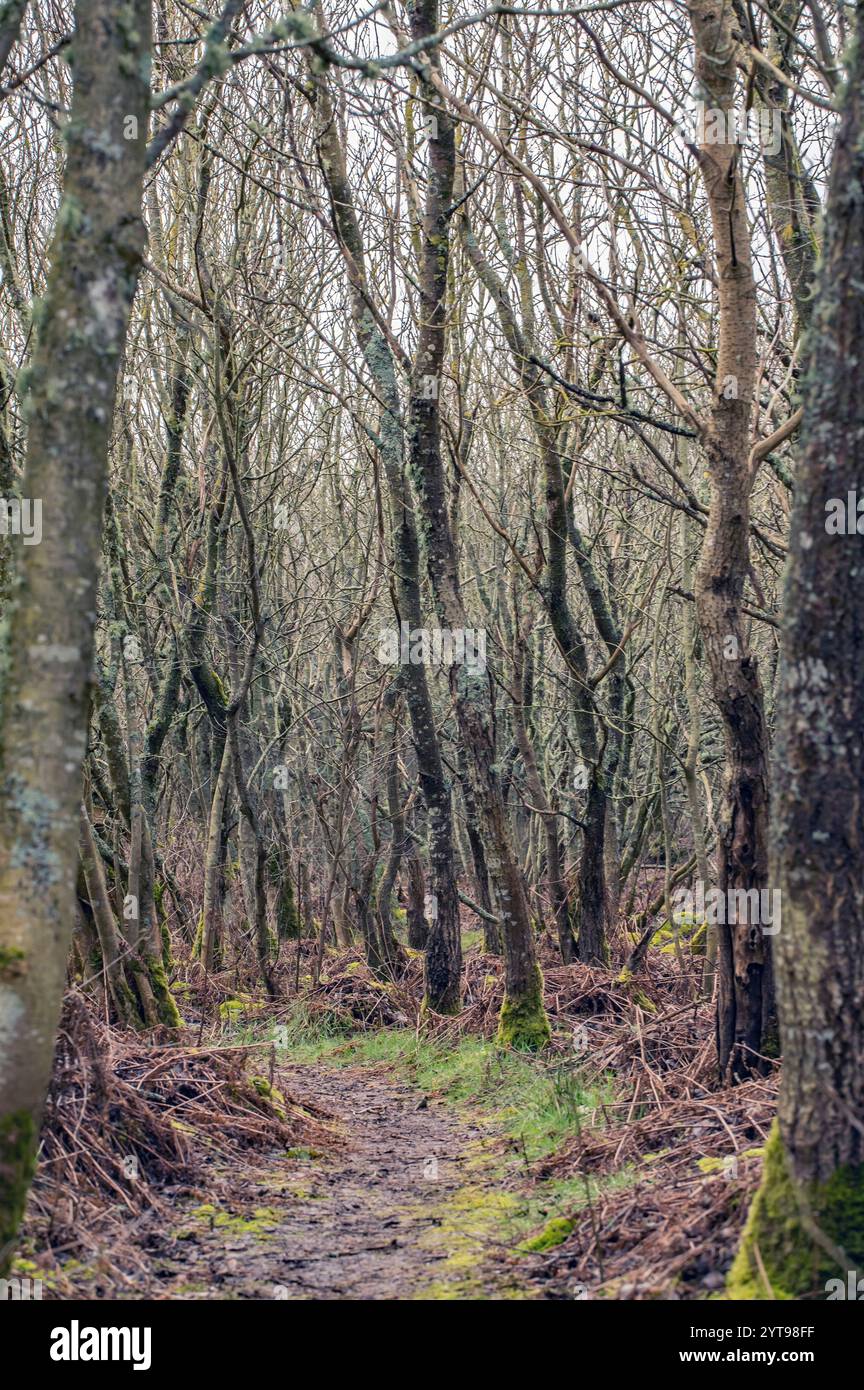 Primeval forest trail in hi-res stock photography and images - Alamy