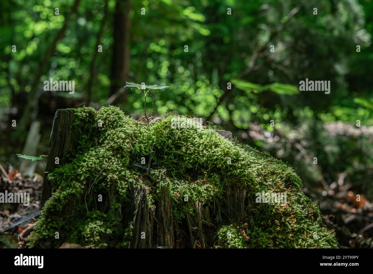 Stump with moss hi-res stock photography and images - Alamy