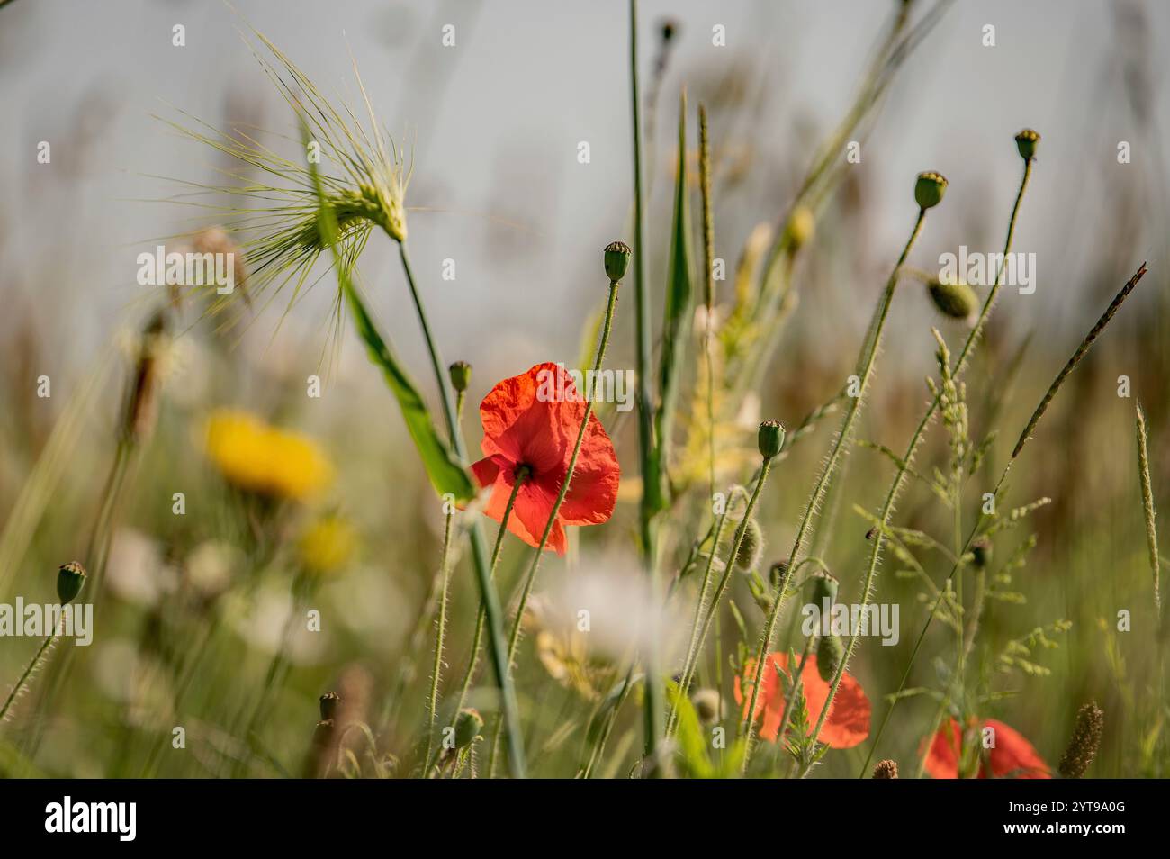 Wildflowers field edge hi-res stock photography and images - Alamy