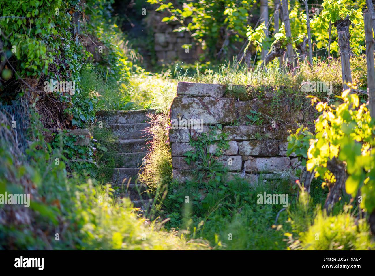 Old stone steps in the vineyard on a sunny summer's day. Nature background Stock Photo