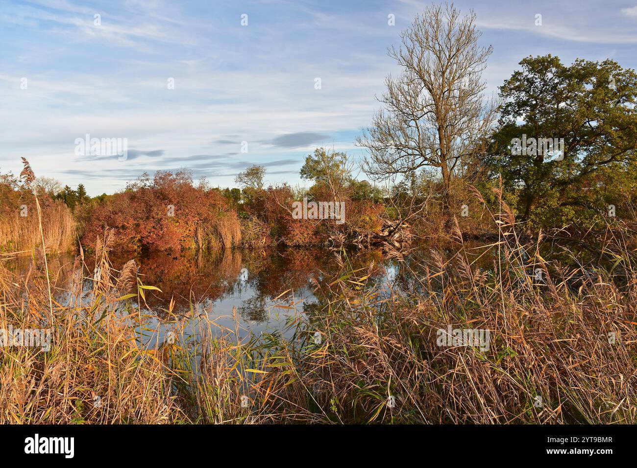 Amper moss nature reserve hi-res stock photography and images - Alamy