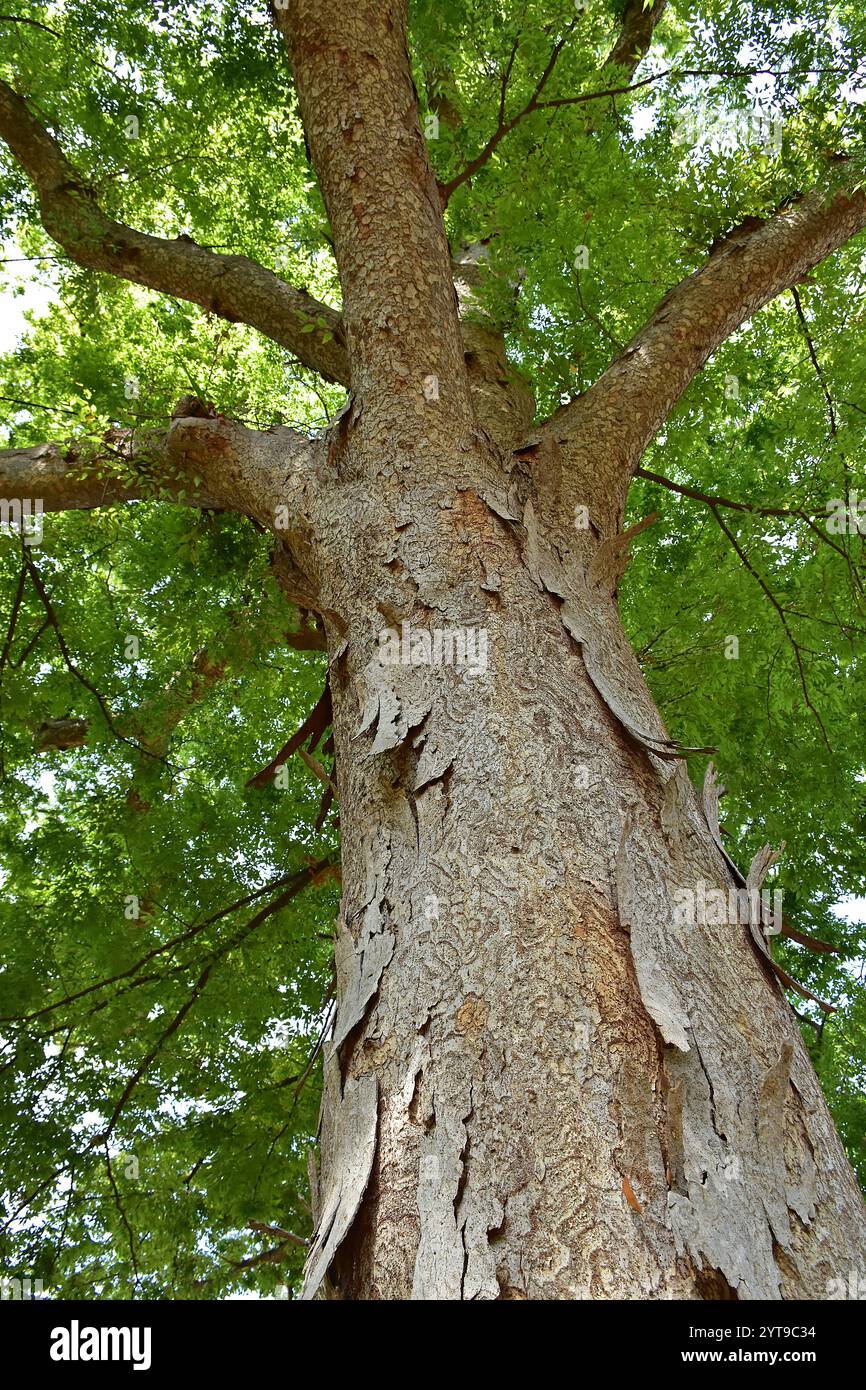 View into the crown of a Japanese cedar tree Zelkova serrata Stock Photo