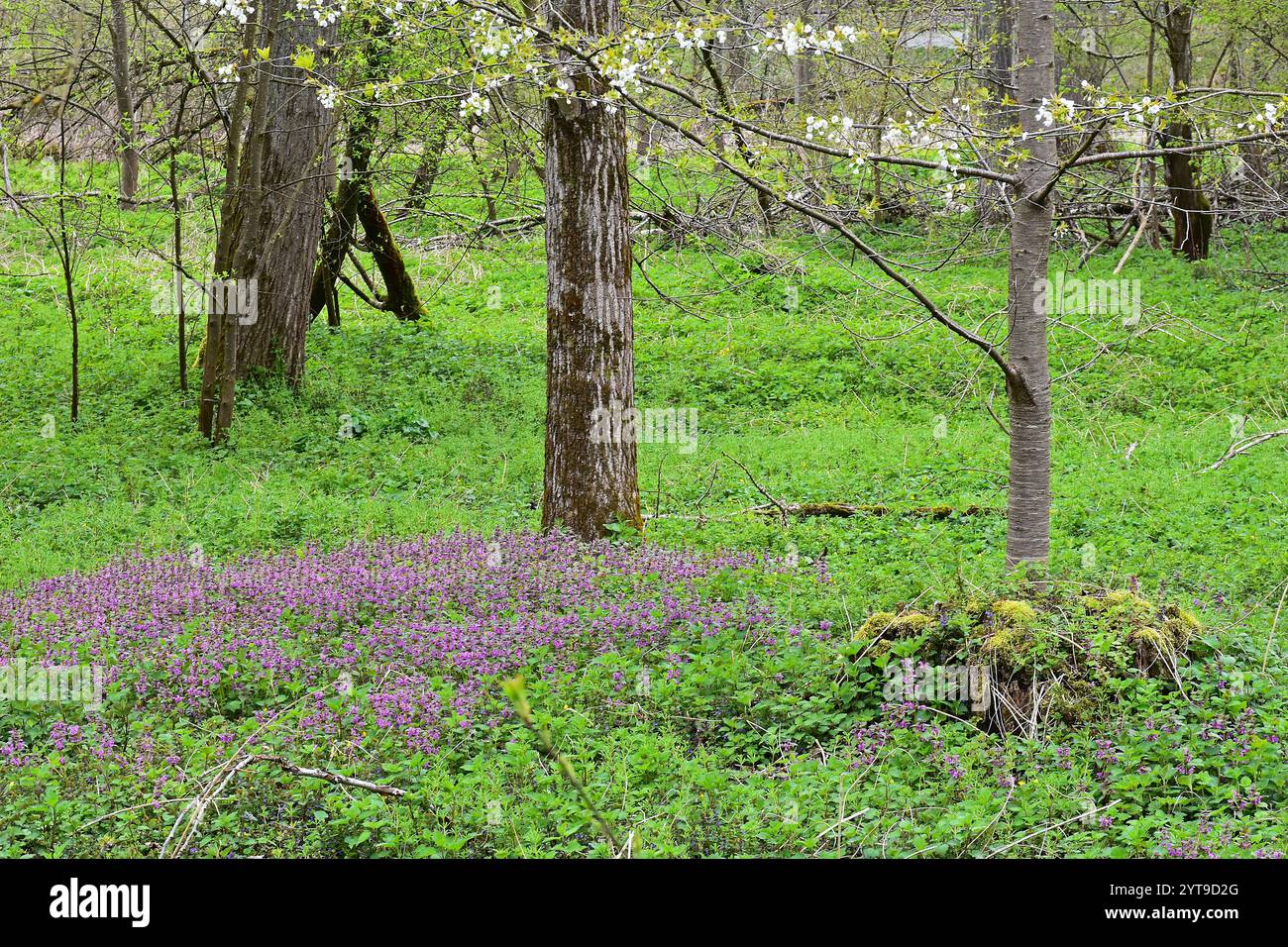 Spring in the alluvial forest on the amper isar rivers hi-res stock ...