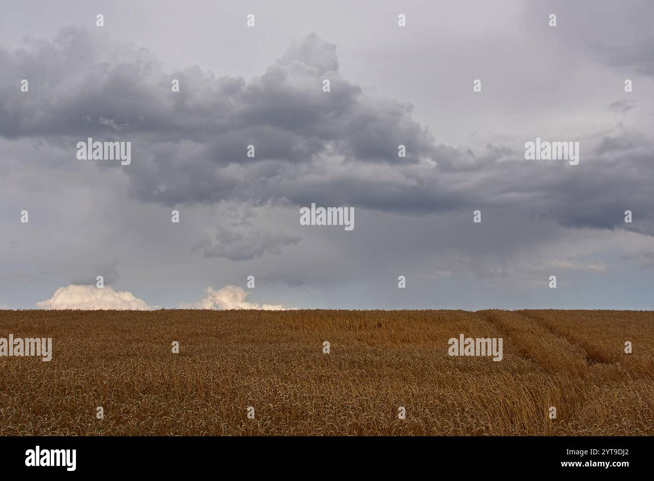 Threatening gray clouds over a wheat field ready for harvest Stock Photo