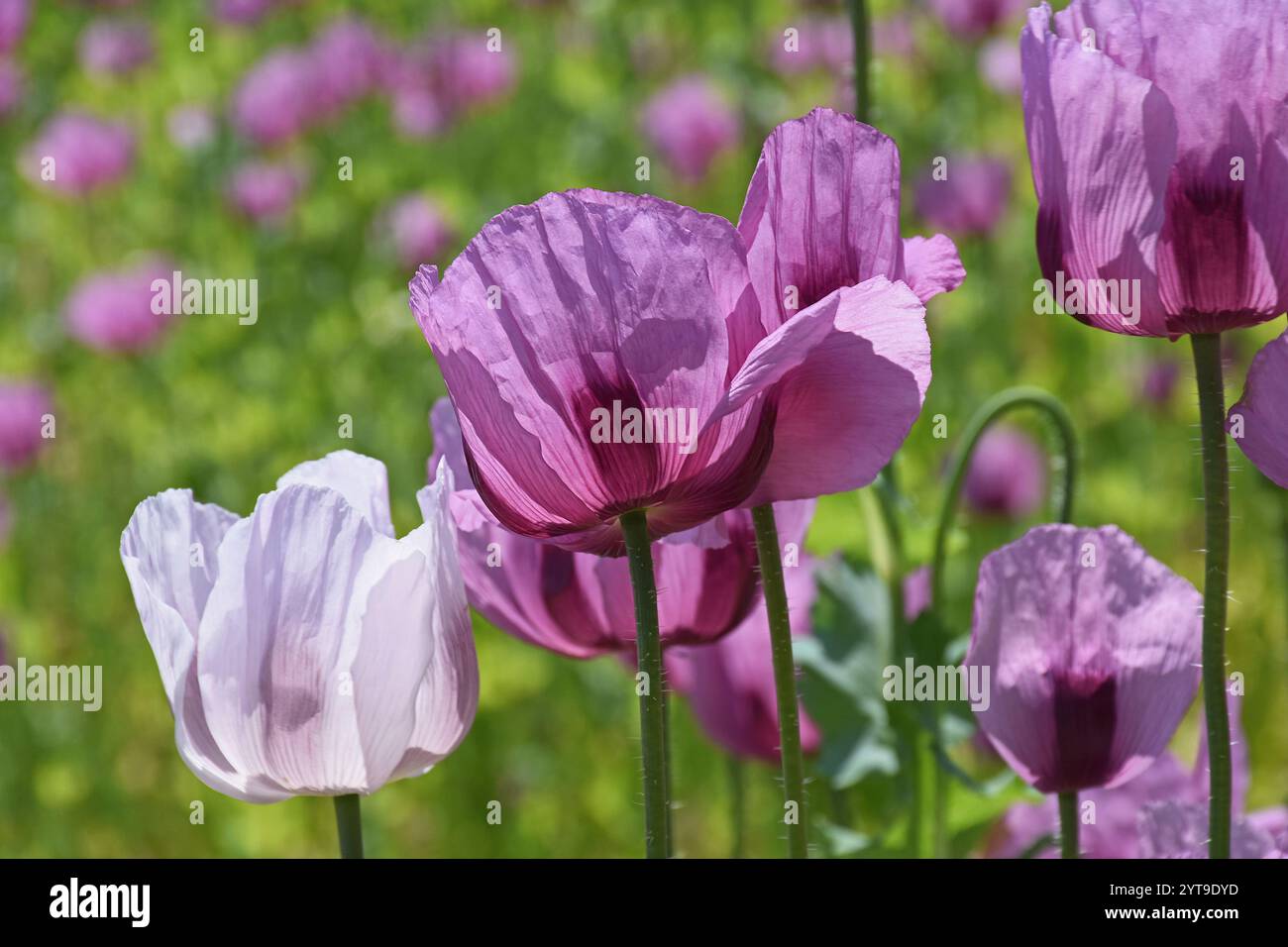 Purple poppy blossoms in field hi-res stock photography and images - Alamy