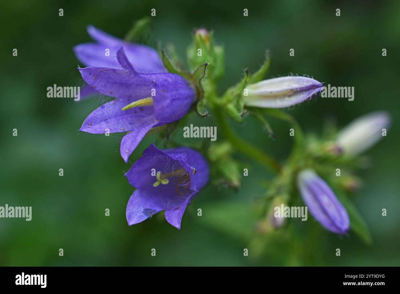 Flowers Of A Nettle leaved Bellflower Campanula Trachelium Detail flowers-of-a-nettle-leaved-bellflower-campanula-trachelium-detail