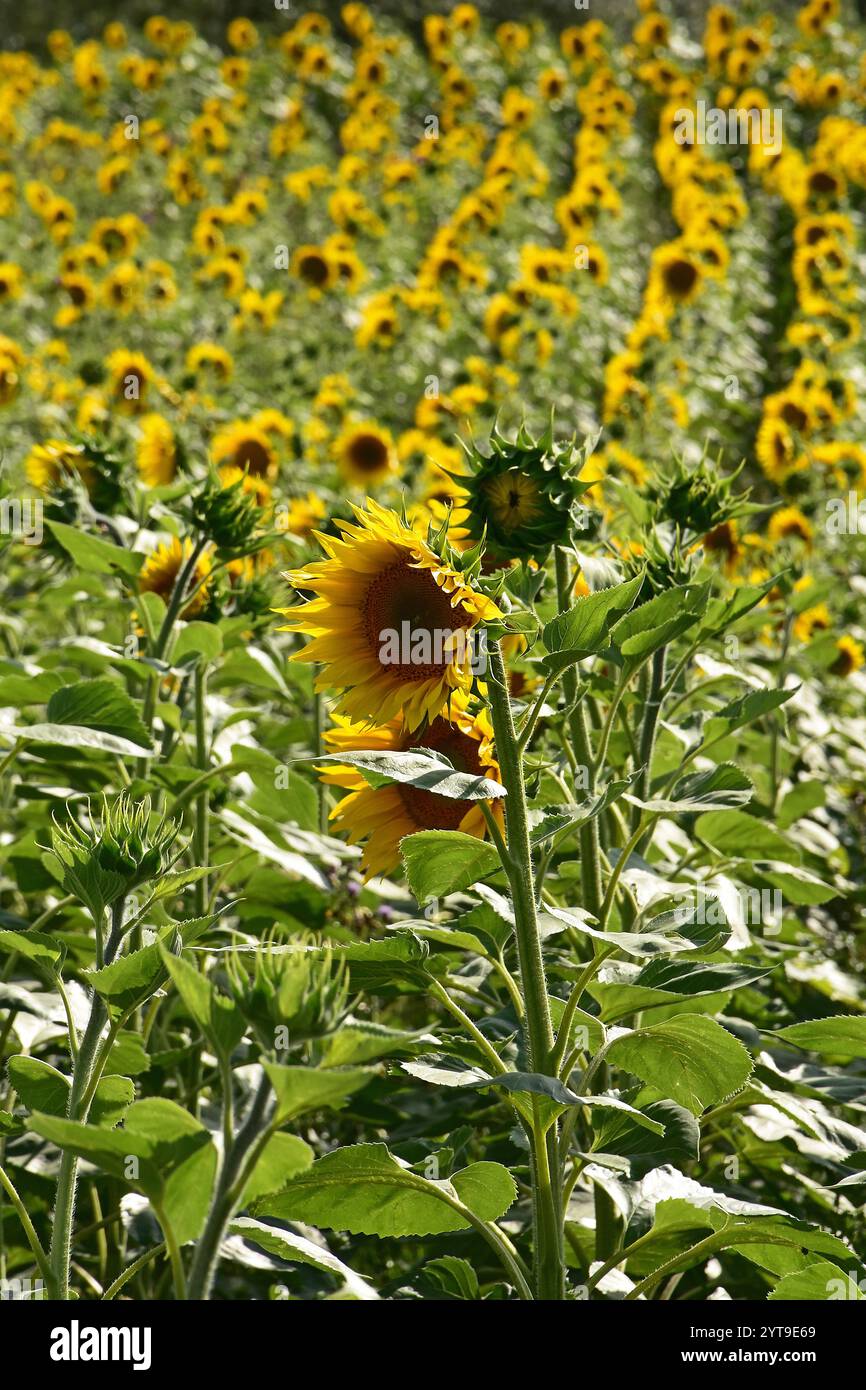 Growing sunflowers for oil production Stock Photo - Alamy