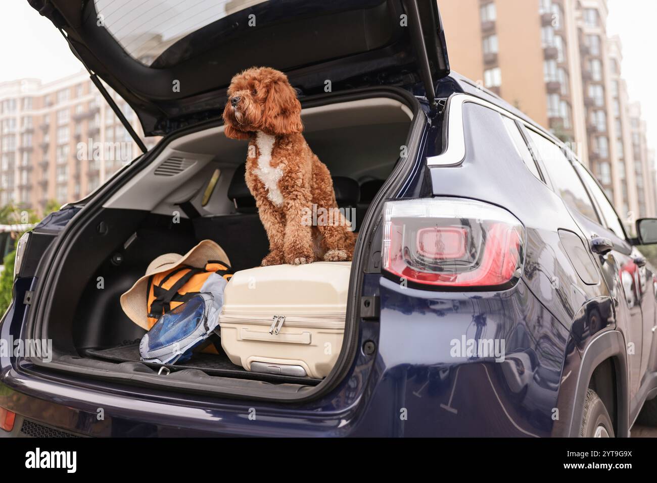 Cavapoo stuff clearance