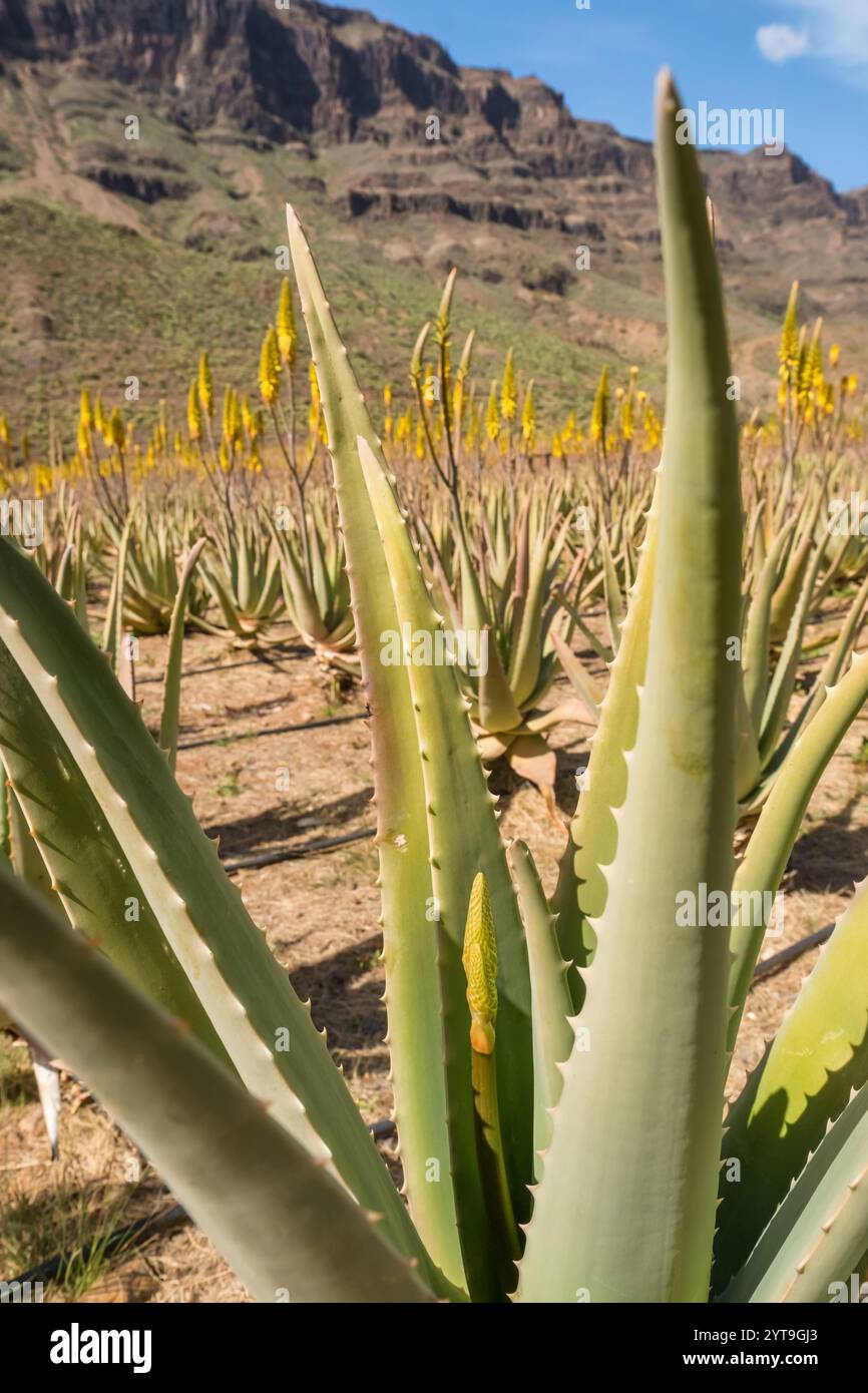 phytopharma aloe vera gel Aloe Vera Gel 16fl oz main image 1