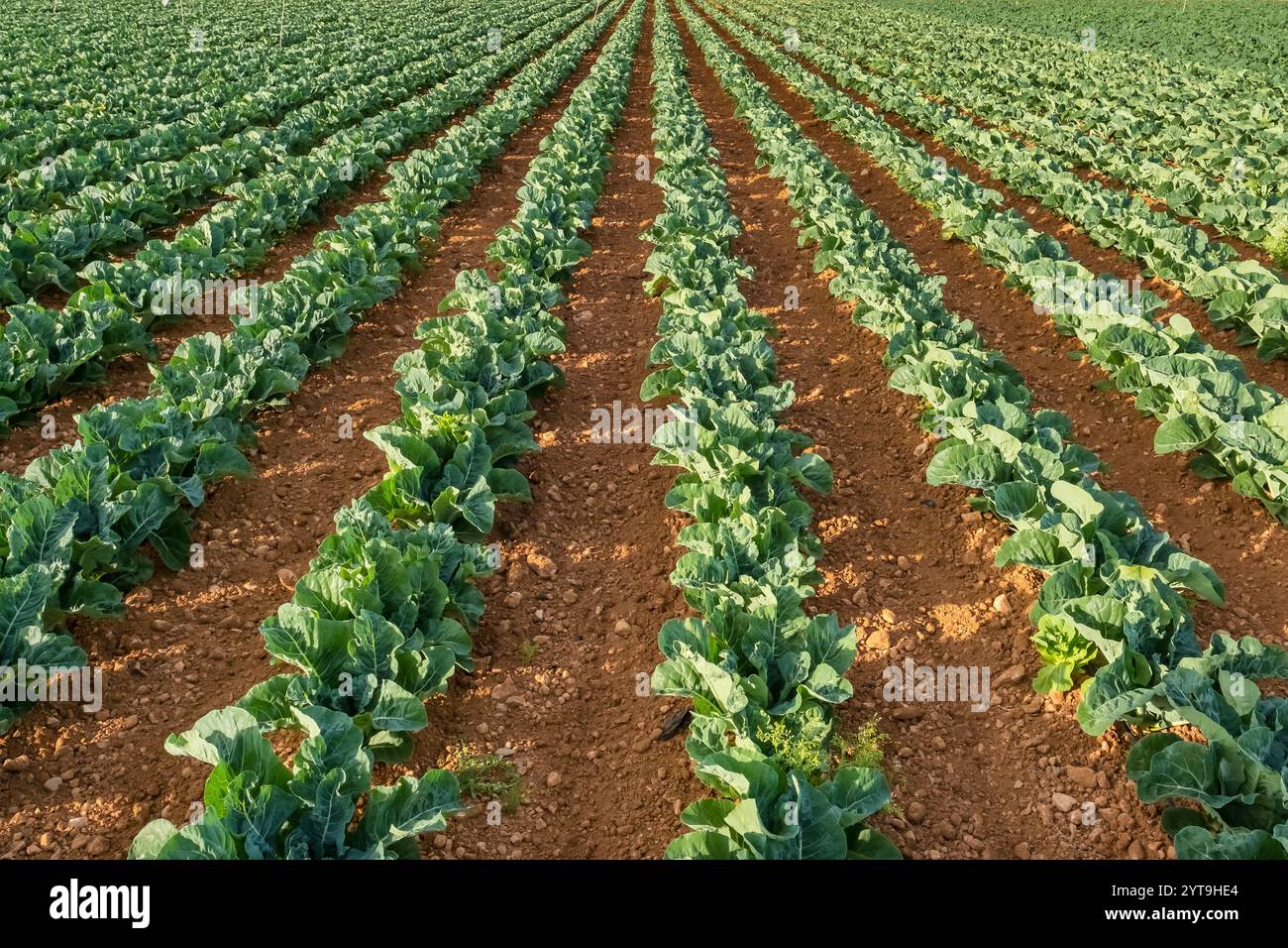 Spring field of cabbage rows, close-up Stock Photo