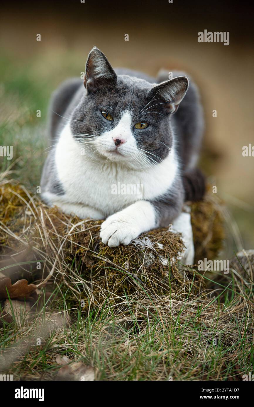 Grey and white cat in a garden hi-res stock photography and images - Alamy