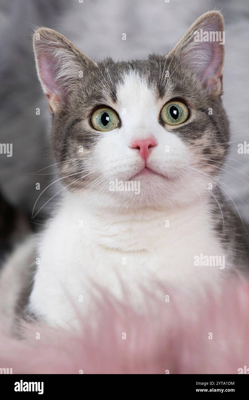 Kitten lying on a sofa Stock Photo