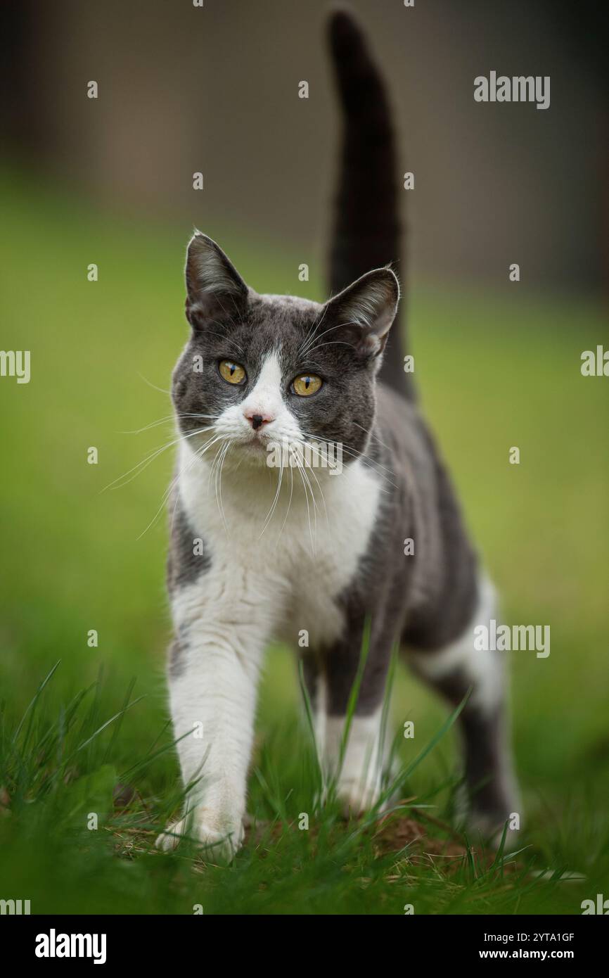 Cat in the garden Stock Photo - Alamy