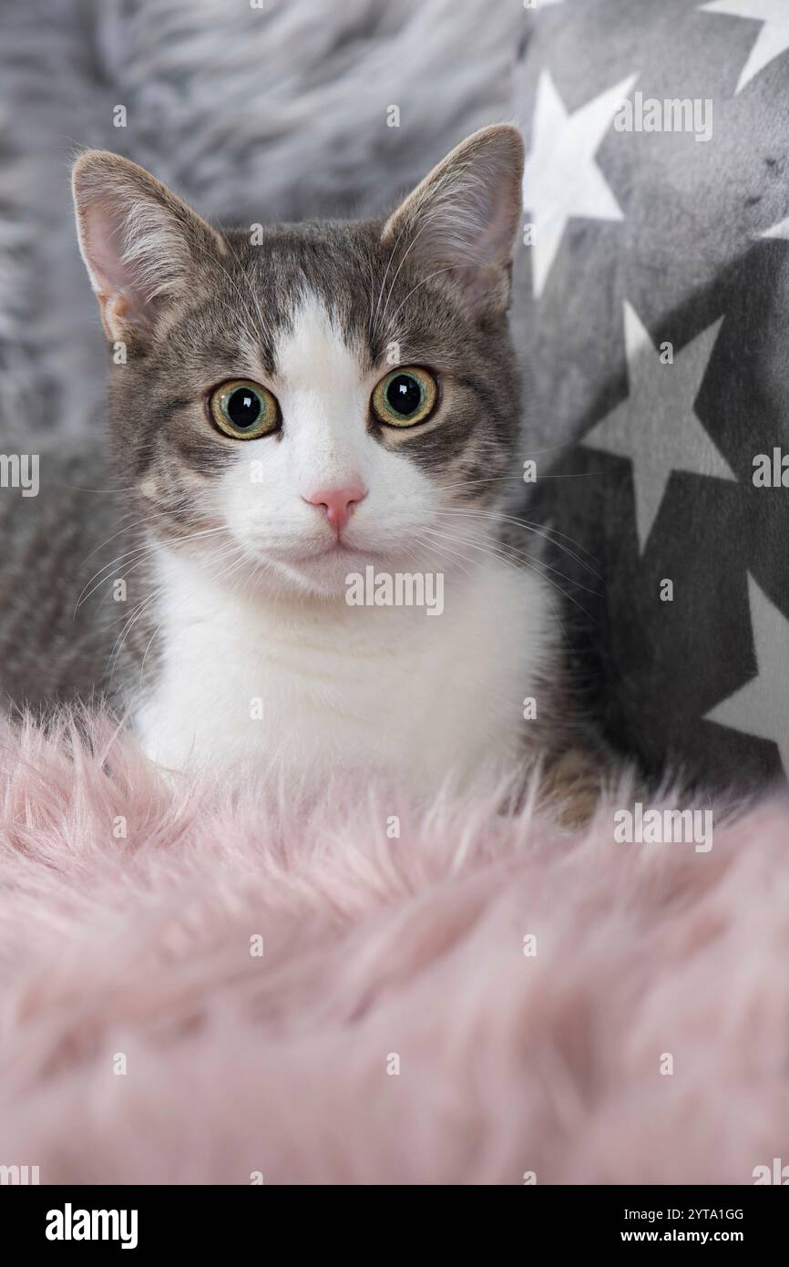 Kitten lying on a sofa Stock Photo