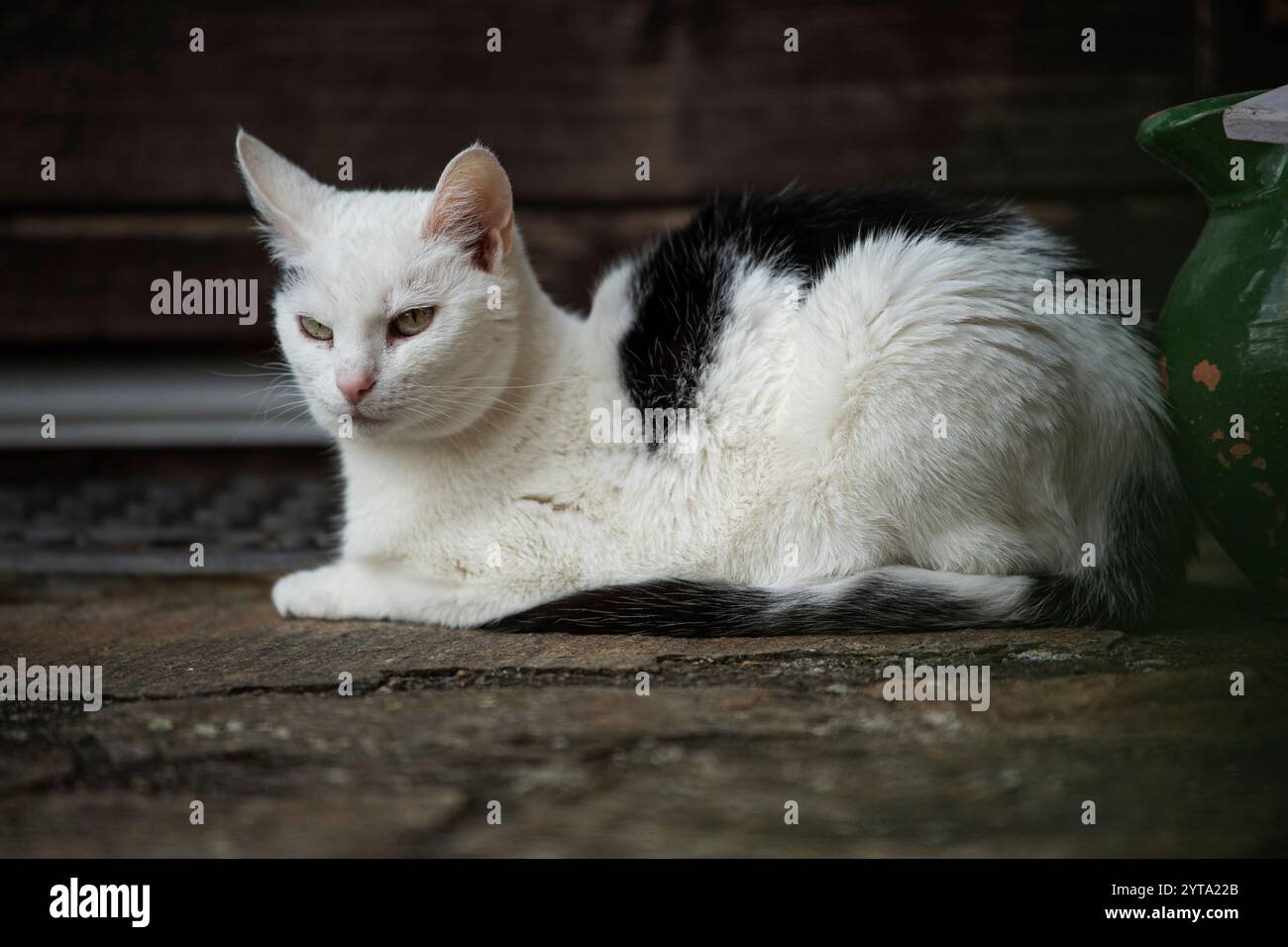 black and white cat in front of white background Stock Photo - Alamy