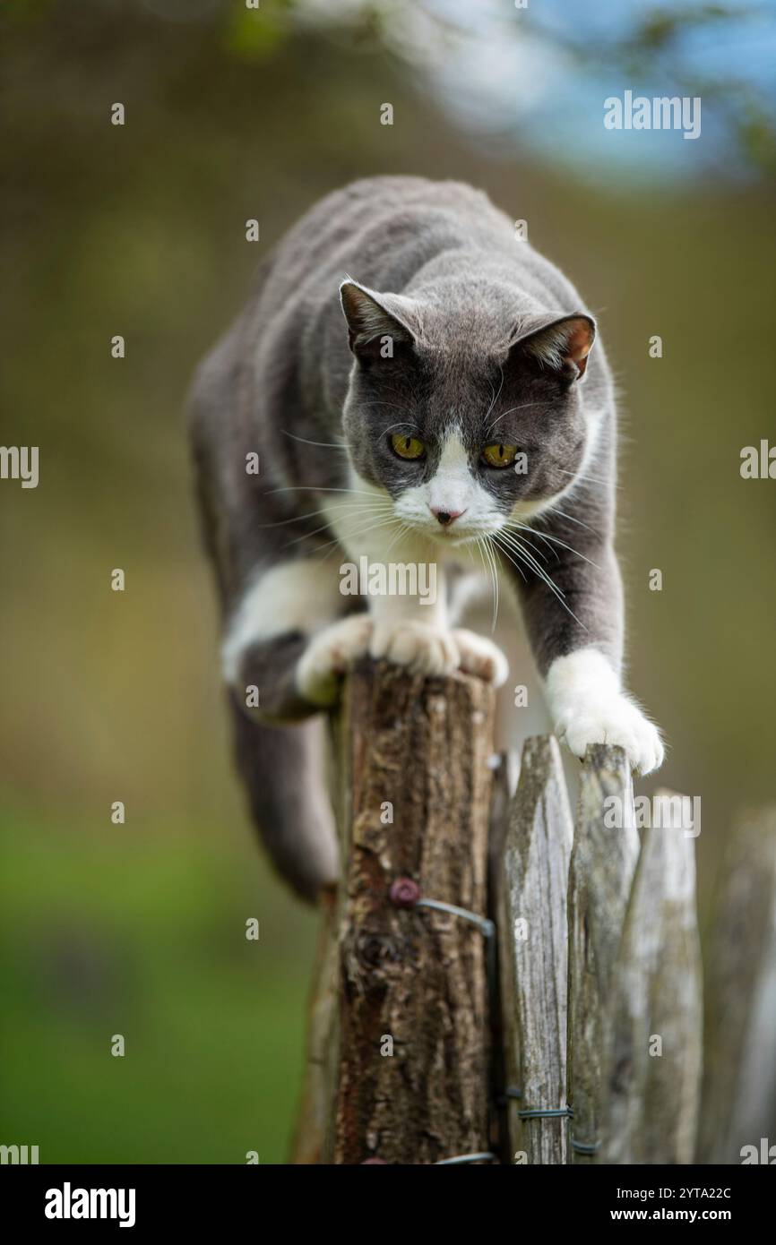 Cat climbing on a garden fence Stock Photo - Alamy