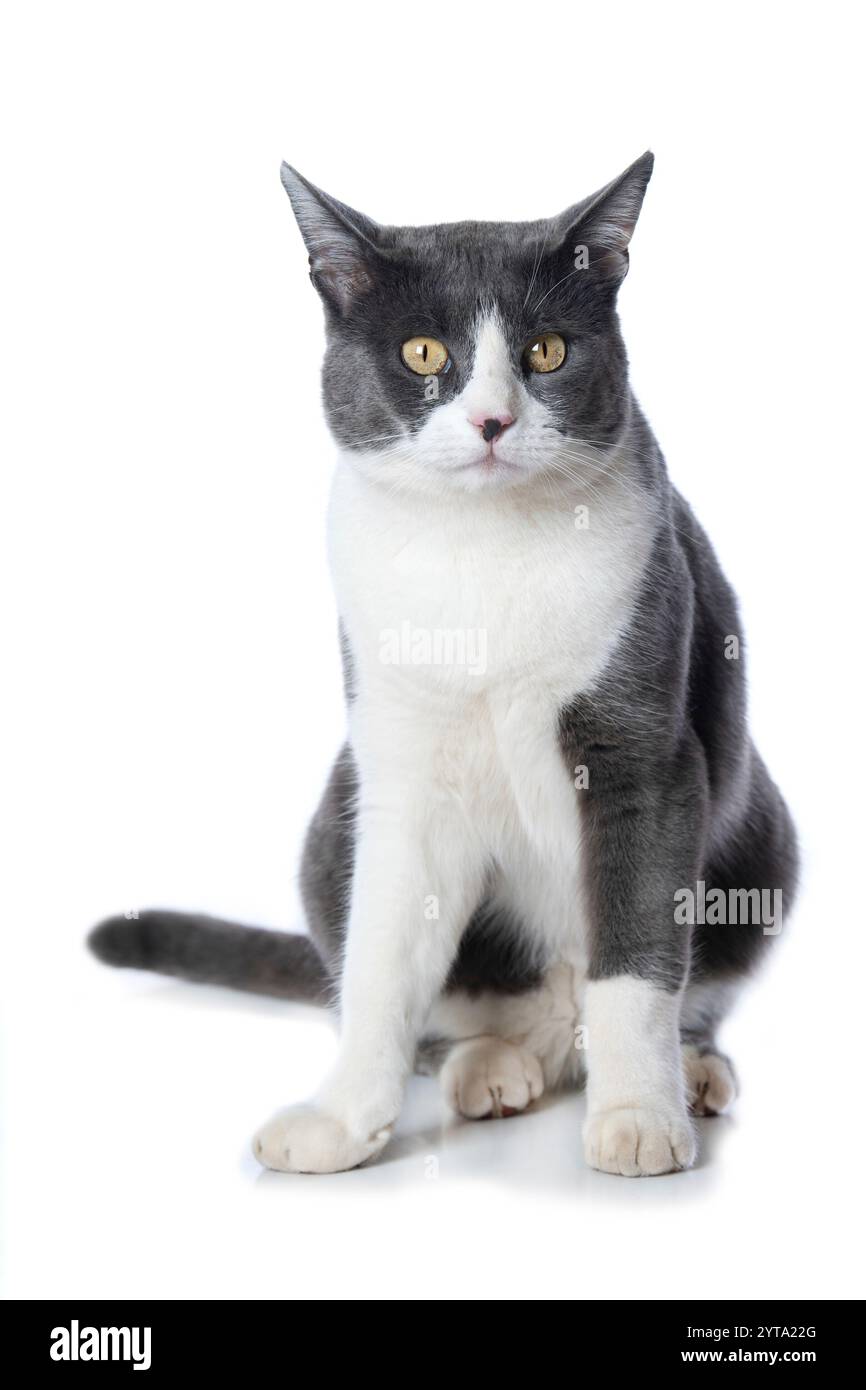 Cat isolated on white background Stock Photo - Alamy