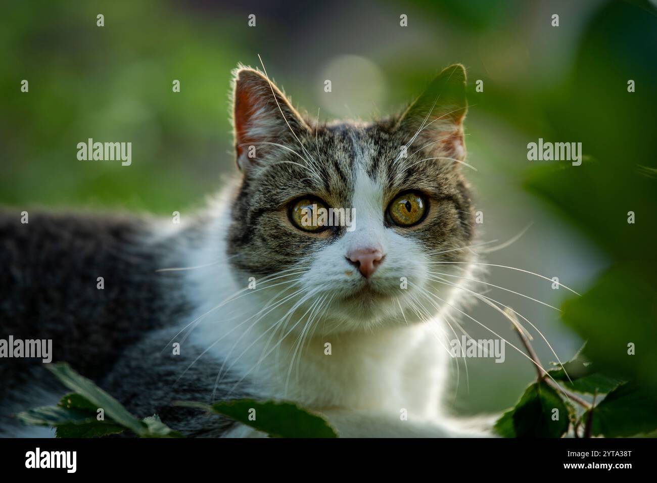 Cat in nature Stock Photo