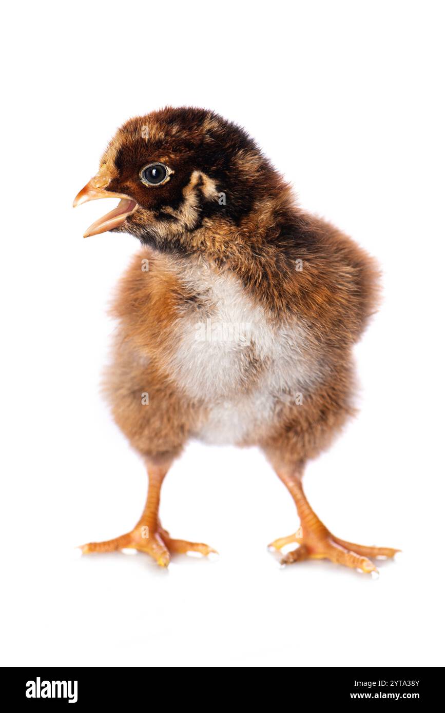 Chick isolated on white background Stock Photo - Alamy