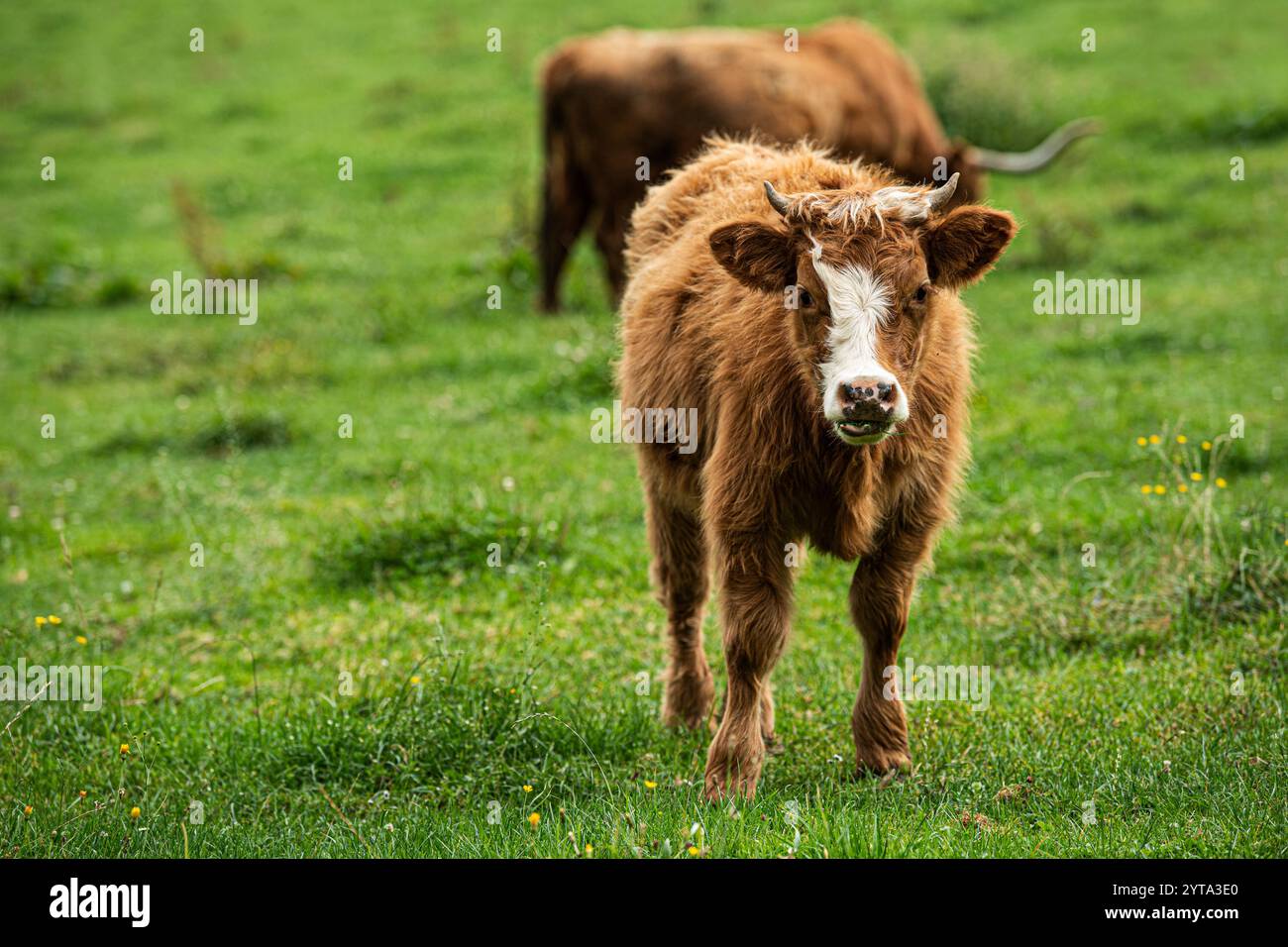 Spotted cows farm in hi-res stock photography and images - Alamy