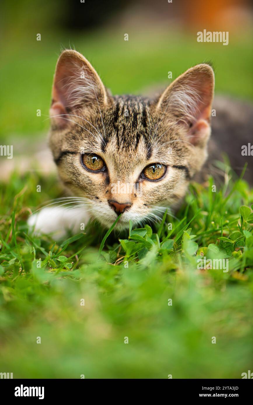 Tabby kitten in summer hi-res stock photography and images - Alamy