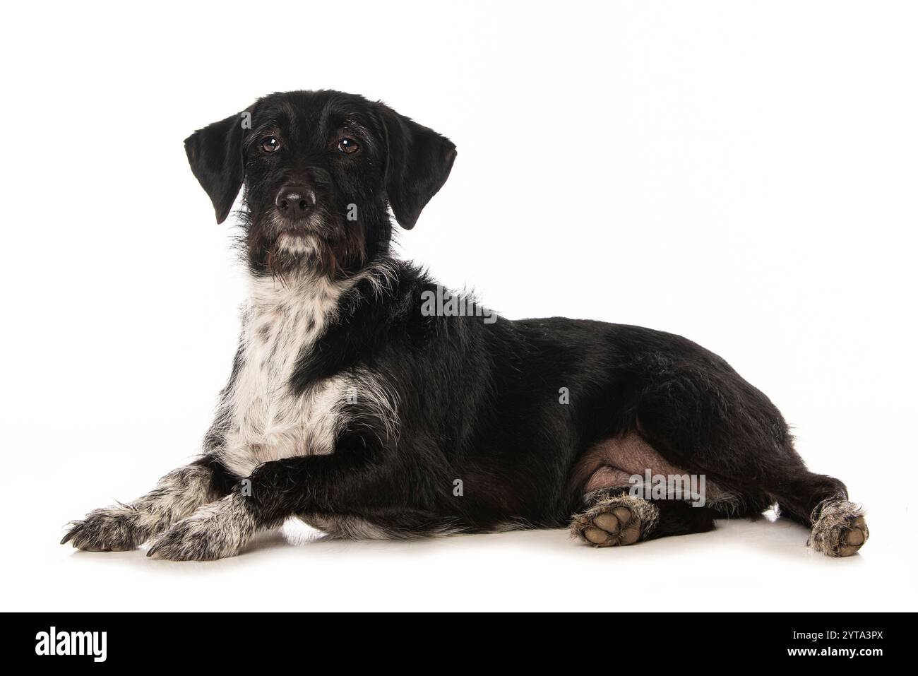 Mongrel dog isolated on white background Stock Photo