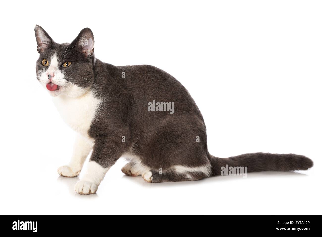 Gray sticks Cut Out Stock Images Pictures Alamy