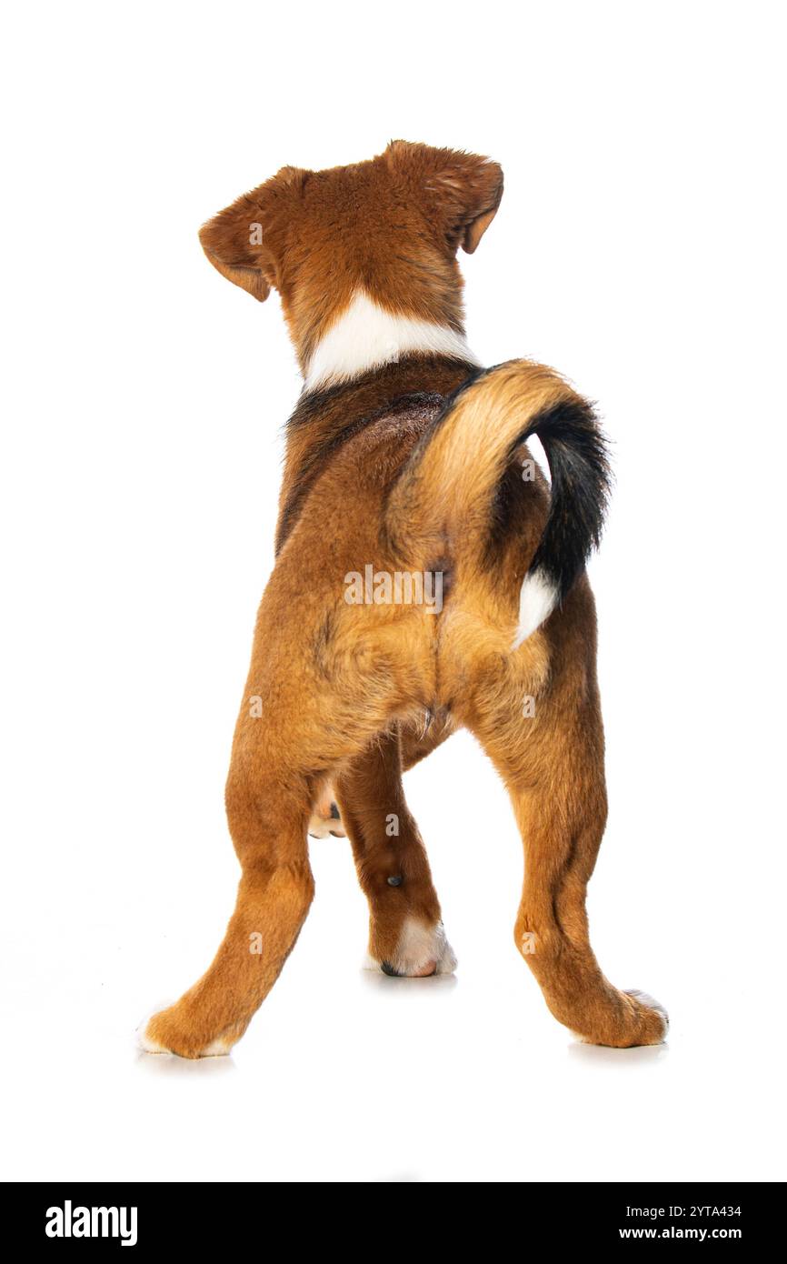 View from back behind rear rearview hi-res stock photography and images ...