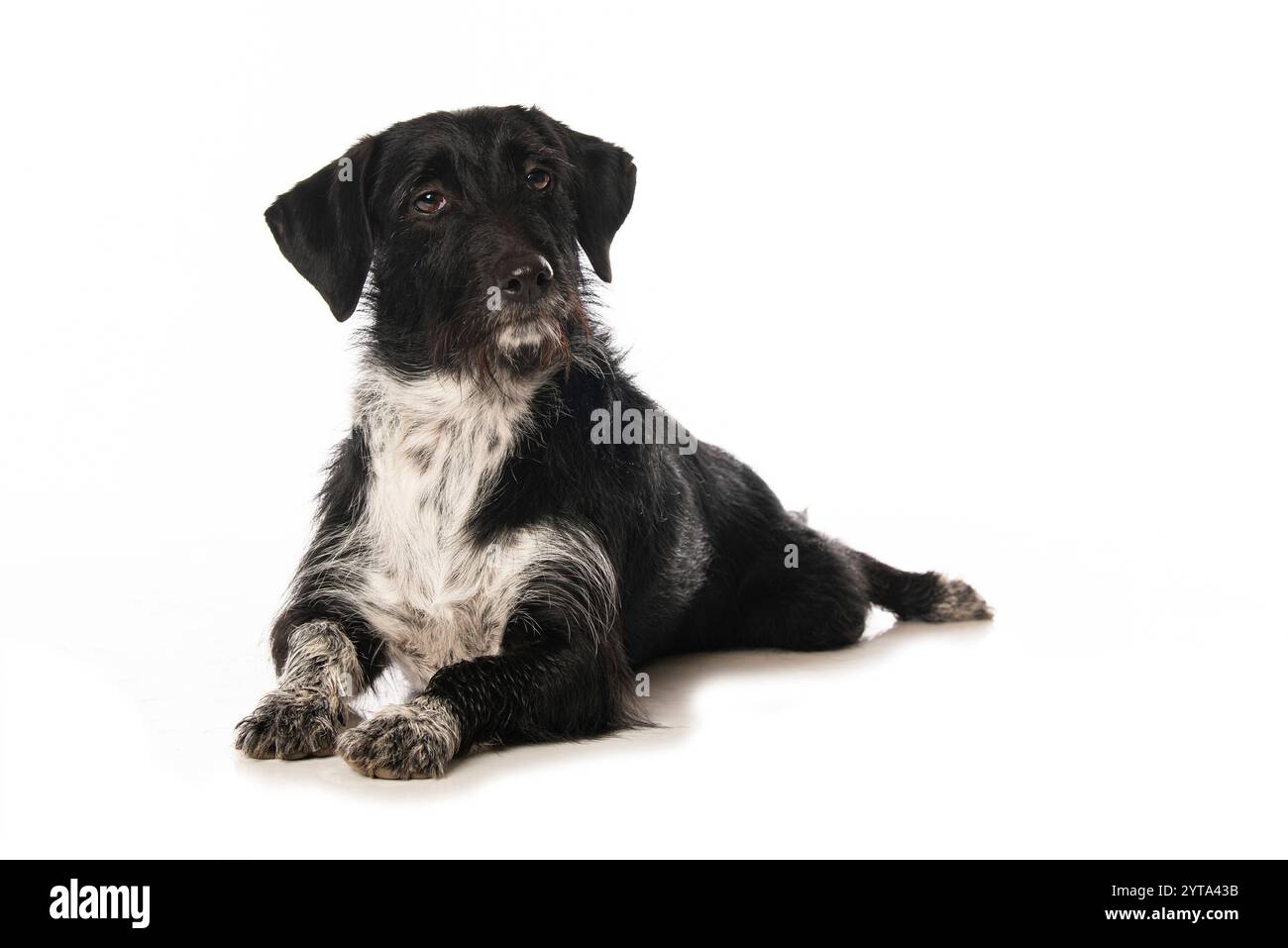Mongrel dog isolated on white background Stock Photo