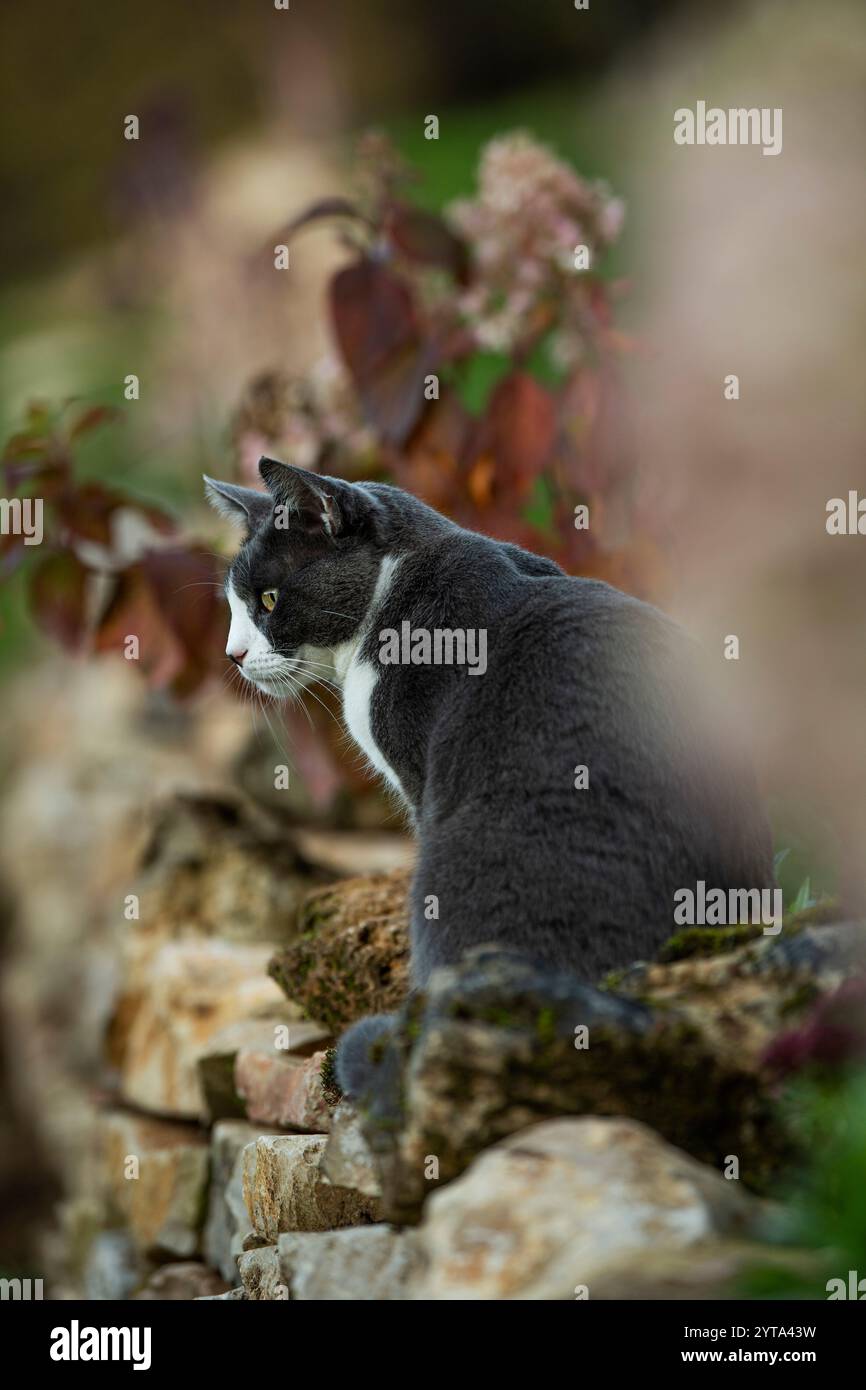 Domestic cat sitting on a natural stone wall hi-res stock photography ...