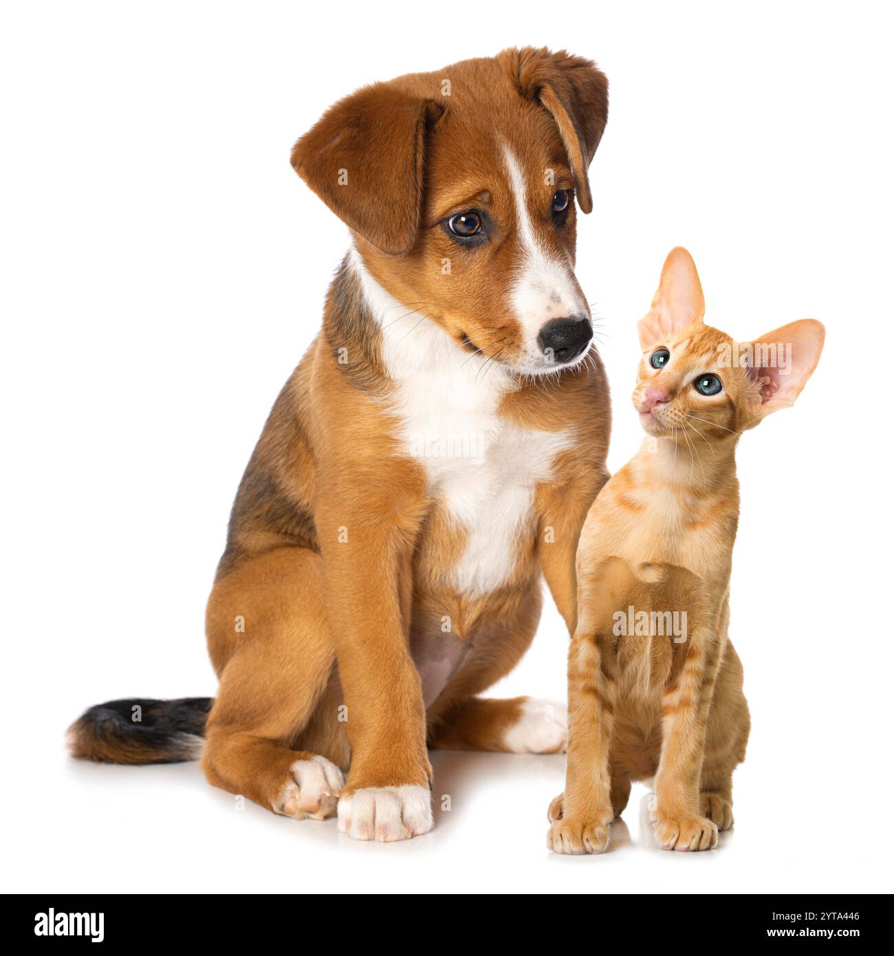 Puppy and kitty Cut Out Stock Images & Pictures - Alamy