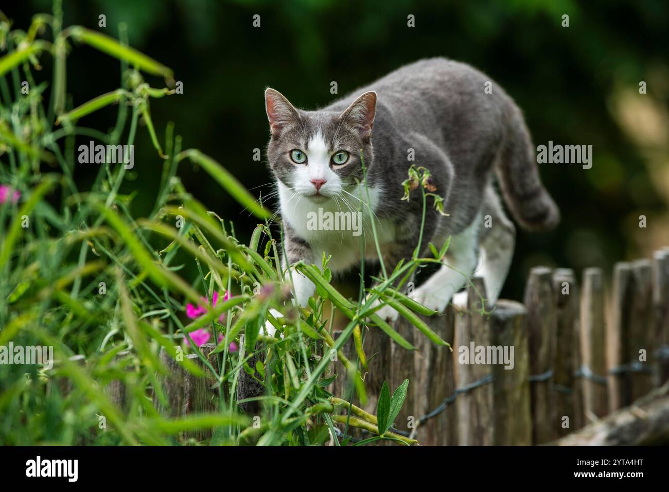 Young tabby cat on a picket fence Stock Photo - Alamy