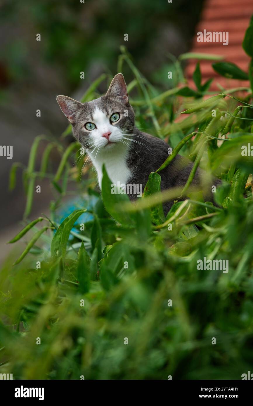 Young tabby cat in the garden Stock Photo - Alamy