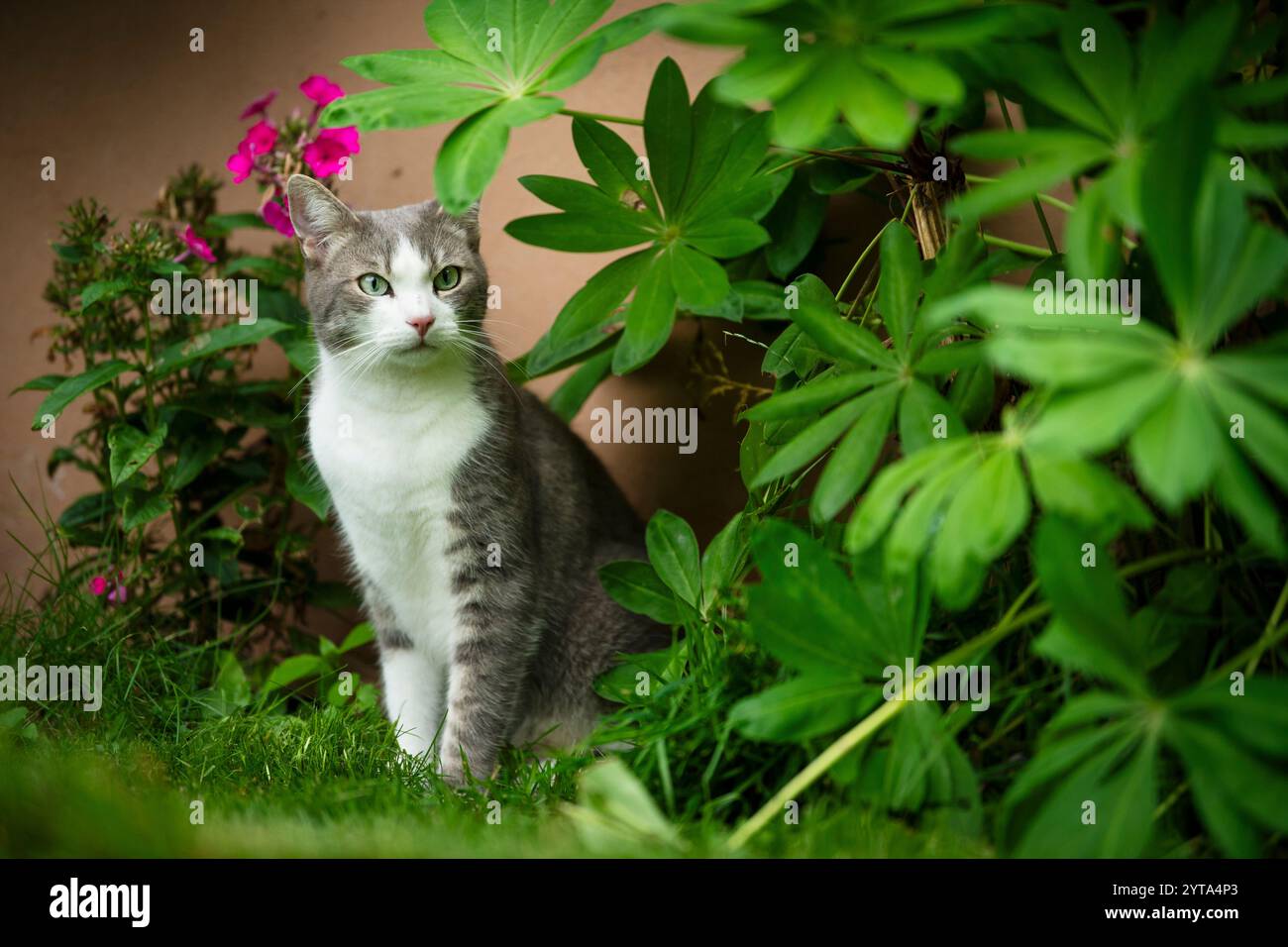 Tabby cat in the garden Stock Photo - Alamy