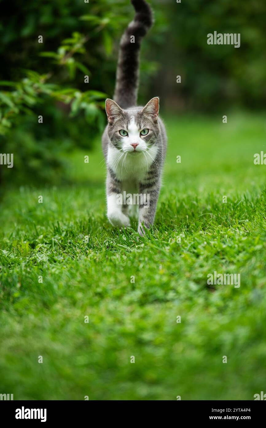 Tabby cat in the garden Stock Photo - Alamy