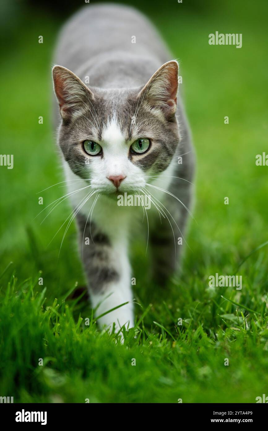 Tabby cat in the garden Stock Photo - Alamy