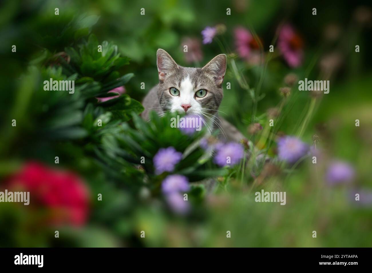 Tabby cat in the garden Stock Photo - Alamy