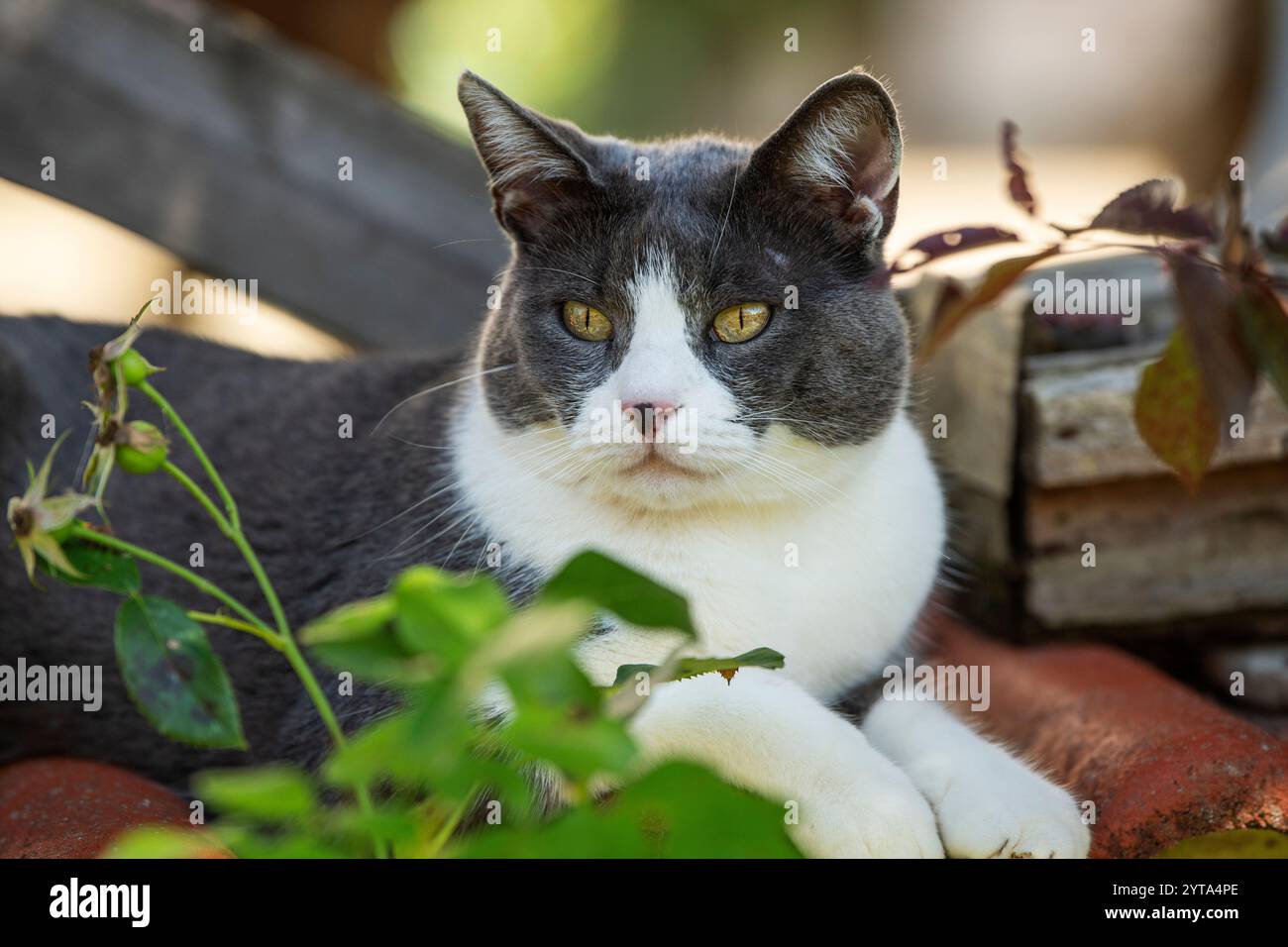 Side view cat lying down hi-res stock photography and images - Alamy