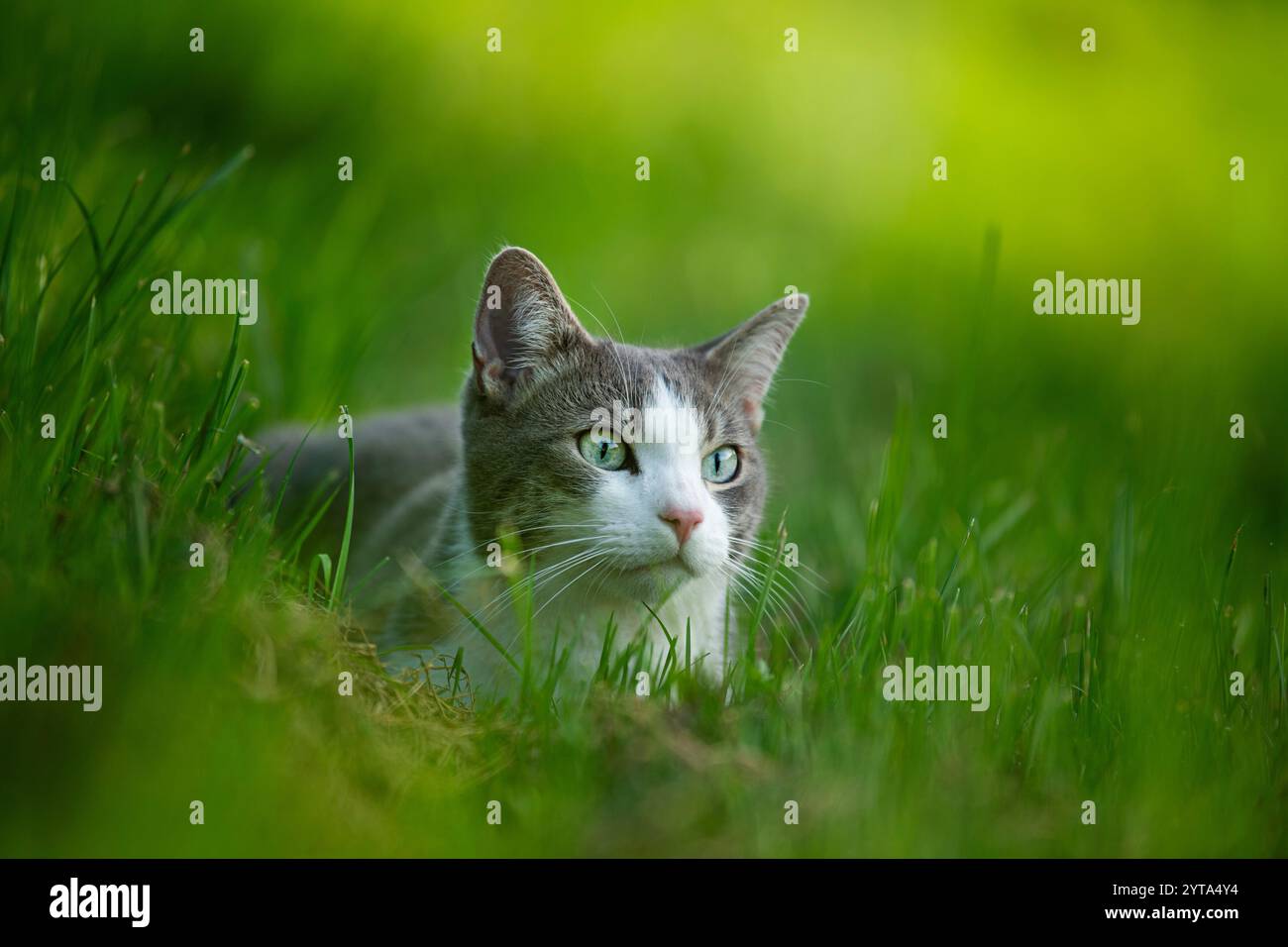 Young tabby cat in the garden Stock Photo - Alamy