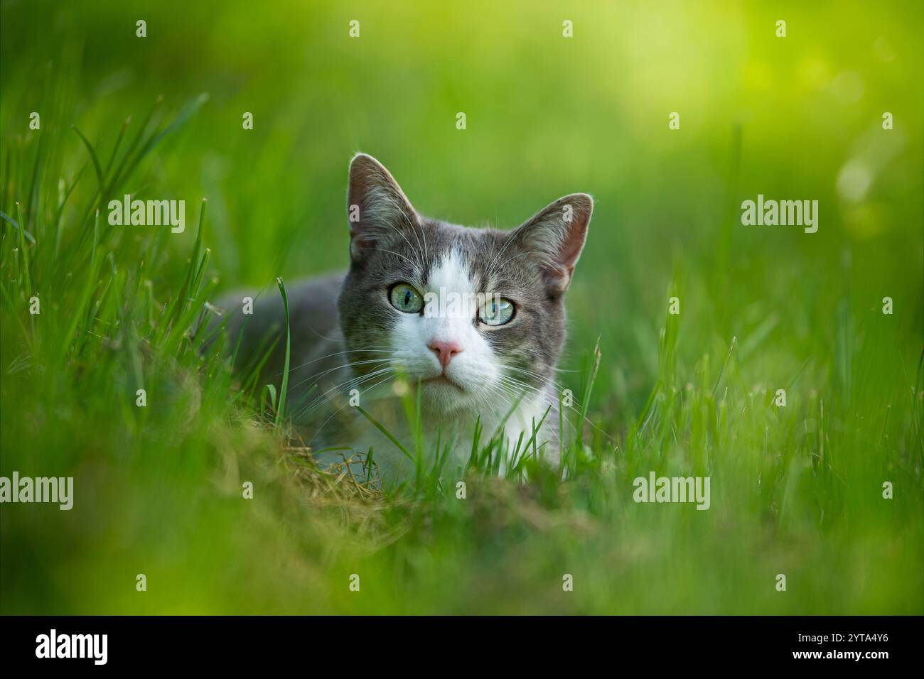 Young tabby cat in the garden Stock Photo - Alamy
