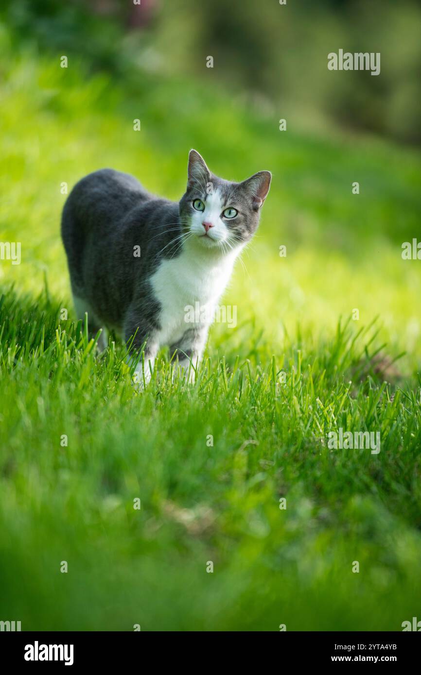 Young tabby cat in the garden Stock Photo - Alamy