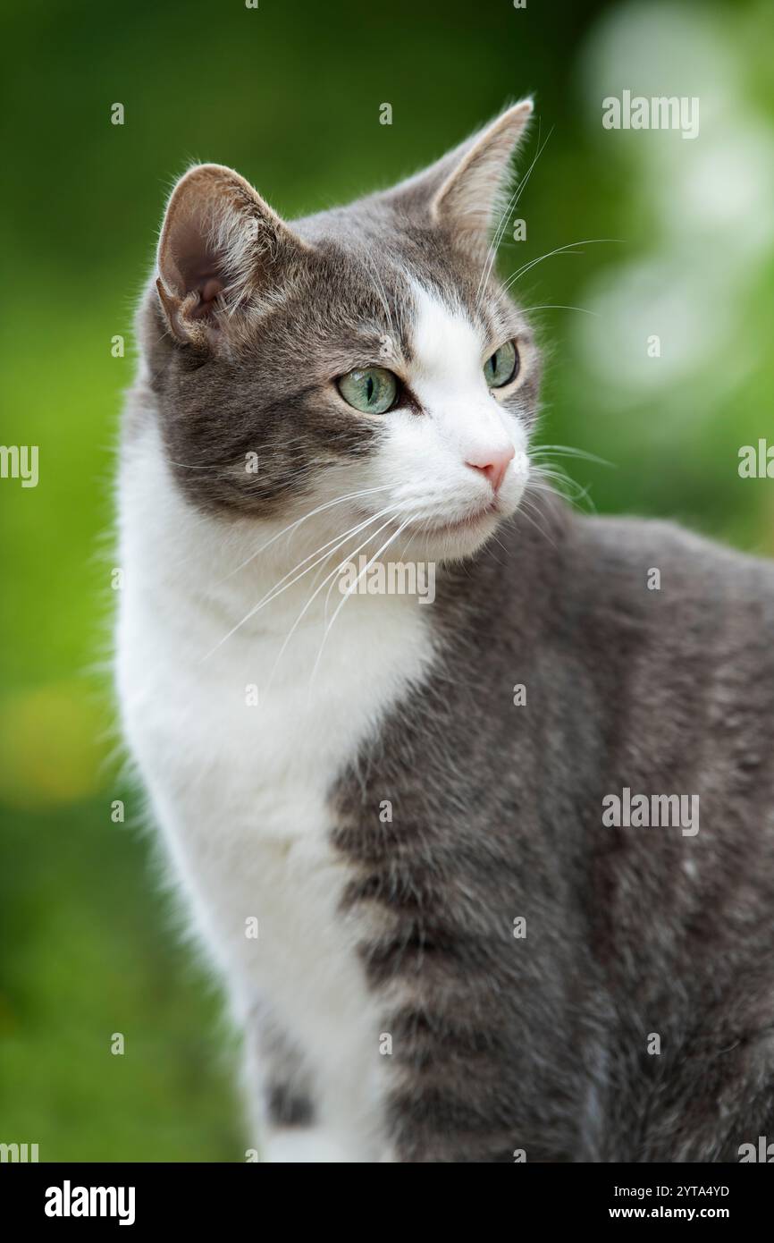 Young tabby cat in the garden Stock Photo - Alamy