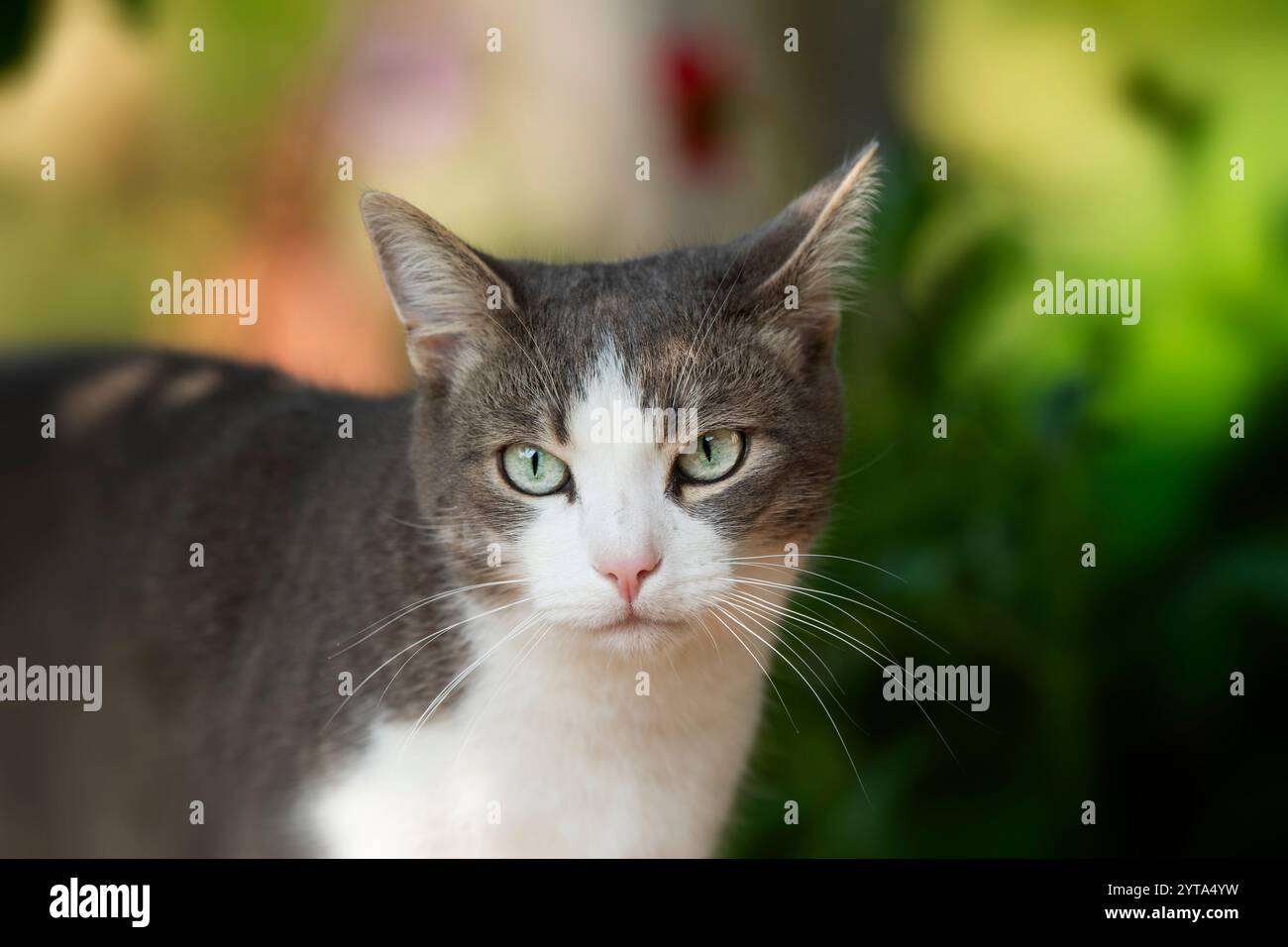 Young tabby cat in the garden Stock Photo - Alamy