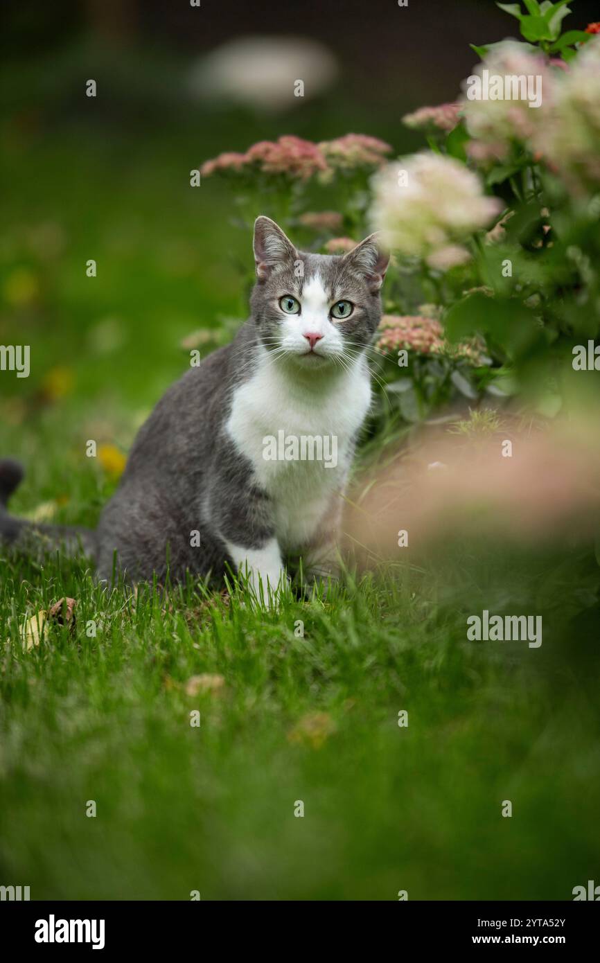 Young tabby cat in the garden Stock Photo - Alamy