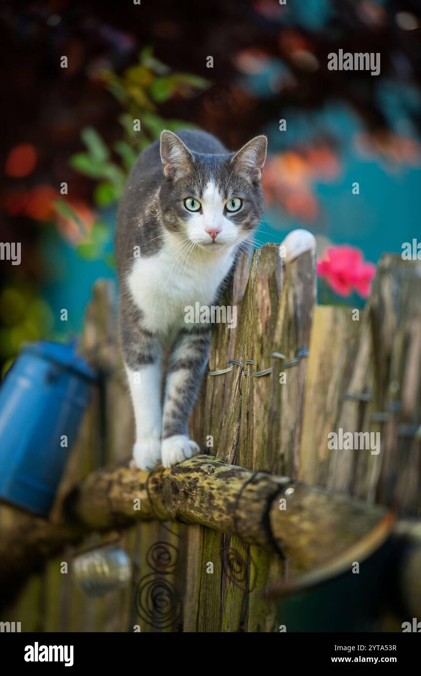 Young tabby cat on a picket fence Stock Photo - Alamy
